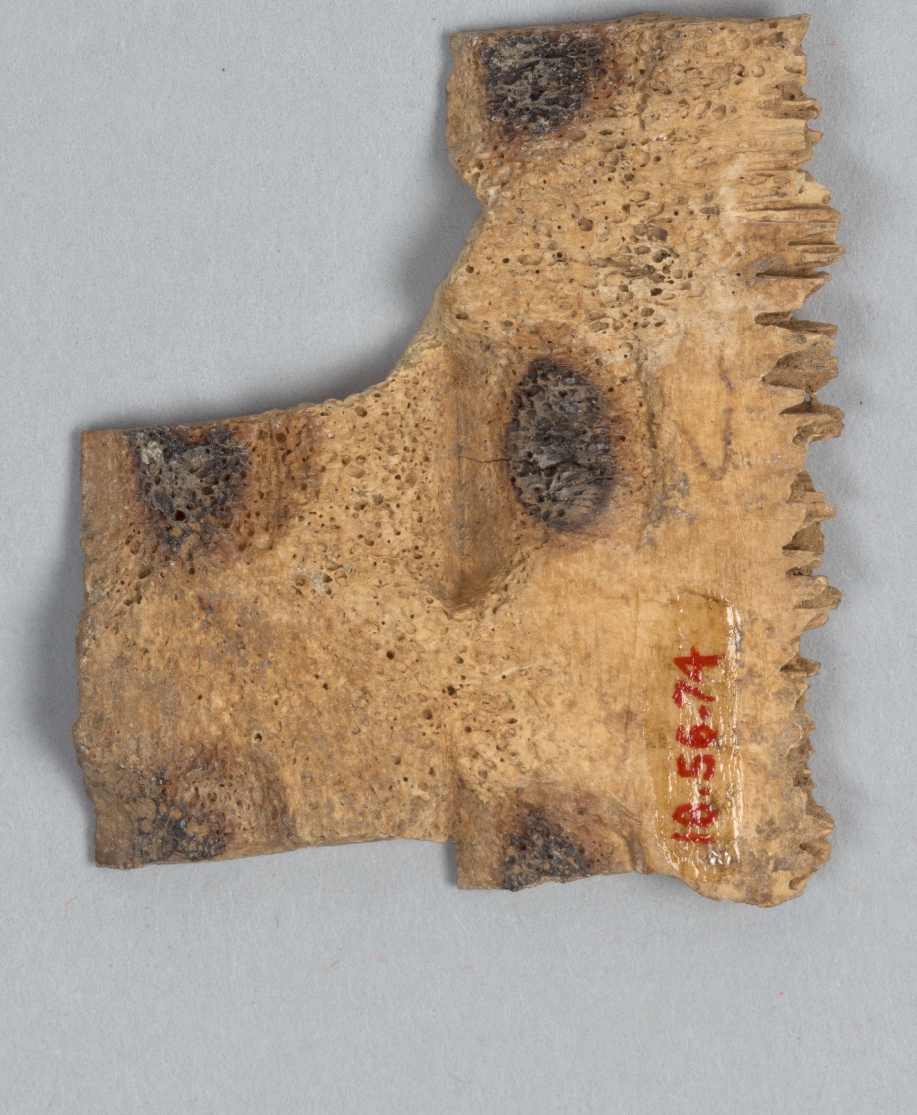 Reverse face of a Shang dynasty divining-bone fragment showing prepared hollows and burn marks